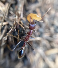 Myrmecia regularis