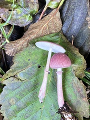 Leucoagaricus roseilividus