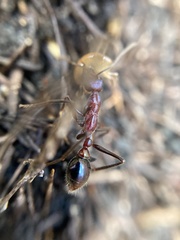 Myrmecia regularis