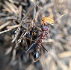 Myrmecia regularis