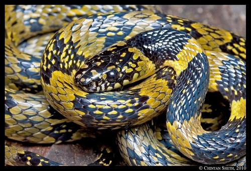Photo of a Gammie's Wolf Snake (Lycodon gammiei)