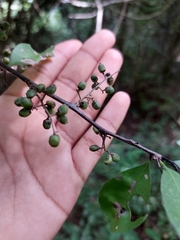 Achatocarpus oaxacanus