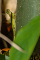 Anolis luciae