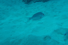 Gymnocranius audleyi