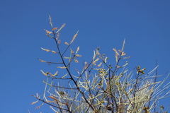 Grevillea pyramidalis leucadendron