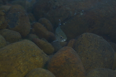 Kuhlia marginata