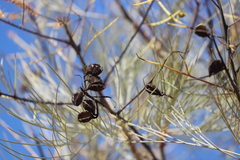 Grevillea pyramidalis leucadendron