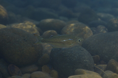 Kuhlia marginata