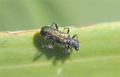 Hydnocerinae
