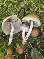 Psathyrella frustulenta