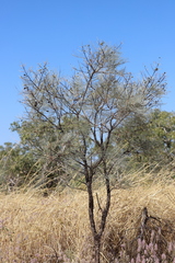 Grevillea pyramidalis leucadendron