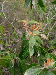 Miconia albicans