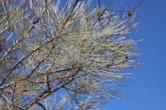 Grevillea pyramidalis leucadendron