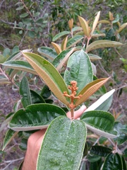 Miconia albicans