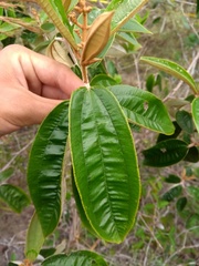 Miconia albicans