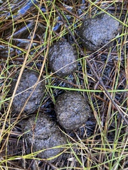 Setonix brachyurus