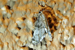 Petrophila schaefferalis