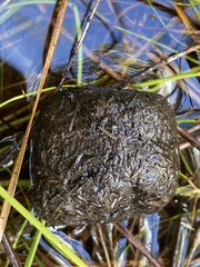 Setonix brachyurus