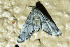 Petrophila schaefferalis