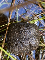 Setonix brachyurus