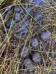 Setonix brachyurus