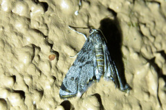 Petrophila schaefferalis