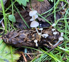 Strobilurus occidentalis