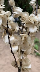 Bougainvillea praecox