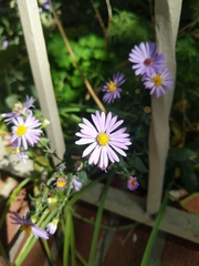 Symphyotrichum novi-belgii