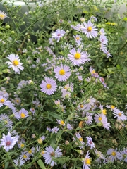 Symphyotrichum novi-belgii