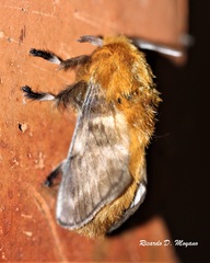 Megalopyge vulpina