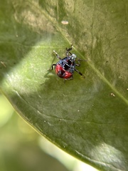 Euthyrhynchus floridanus
