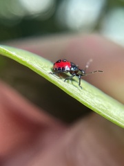 Euthyrhynchus floridanus
