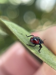 Euthyrhynchus floridanus