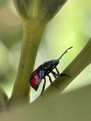 Euthyrhynchus floridanus