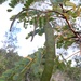 Plathymenia reticulata - Photo (c) Víctor de Paiva, algunos derechos reservados (CC BY-NC-ND), subido por Víctor de Paiva