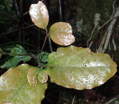 Ocotea bullata