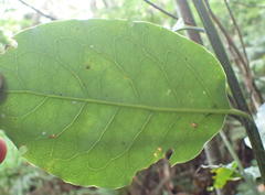 Ocotea bullata