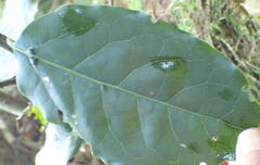 Ocotea bullata
