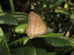 Yphthimoides ordinaria