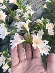 Diplacus grandiflorus