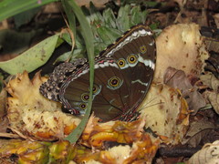 Morpho helenor achillides