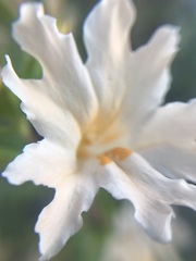 Diplacus grandiflorus