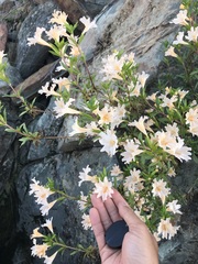 Diplacus grandiflorus