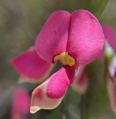 Sphaerolobium rostratum