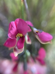 Sphaerolobium rostratum