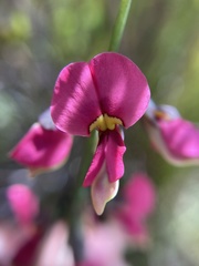 Sphaerolobium rostratum