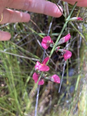 Sphaerolobium rostratum