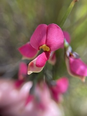 Sphaerolobium rostratum