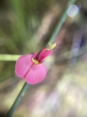 Sphaerolobium rostratum